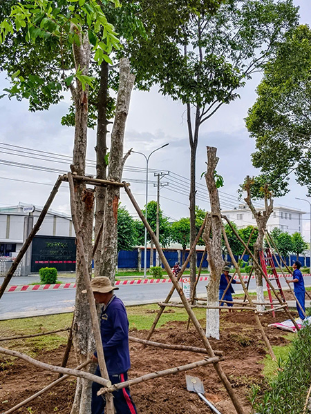 Trồng cây tại khu công nghiệp